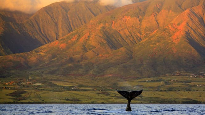 Hawaii whale watching off the coast of Maui