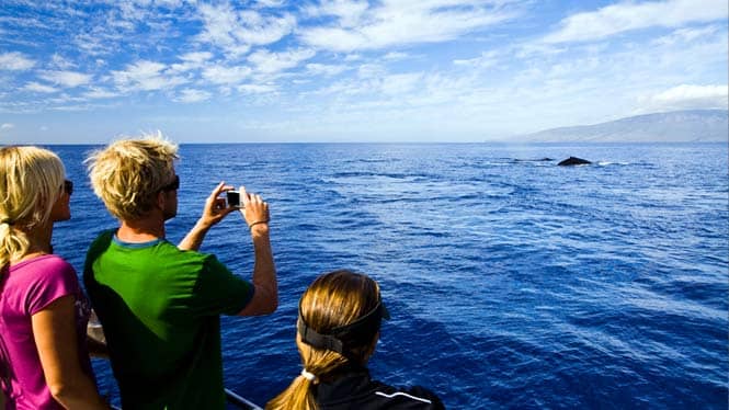Hawaii whale watching tour off the coast of Lanai.