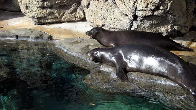 Hawaiian monk seals at the Waikiki Aquarium
