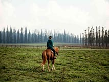 A girl riding a horse on Lanai with pine trees in background.