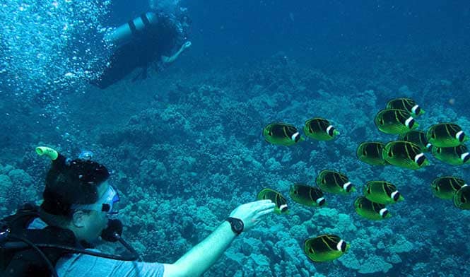 Scuba diving Lanai