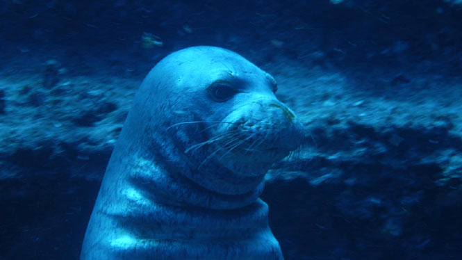 underwater up close to a Hawaiian Monk Seal off of Niihau