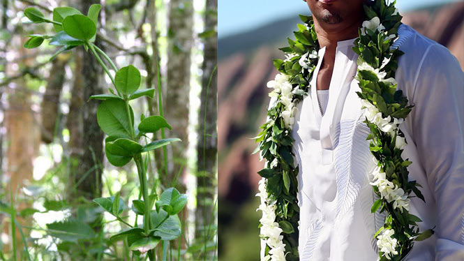 The maile lei is for memorably occasions.