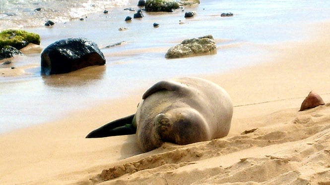 Hawaiian monk seal enjoying a quiet Niihau beach