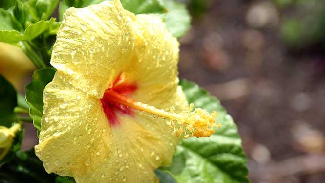 Hawaii's Flowers