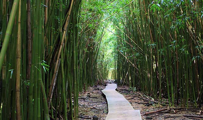 Bamboo forest Hana