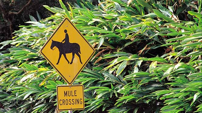 Molokai mule crossing
