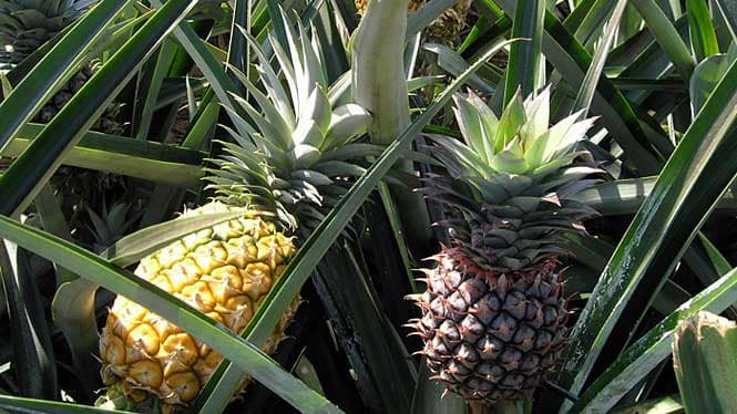 About Lanai Pineapple