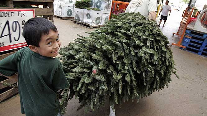 Kid picking out his Christmas Tree in Hawaii