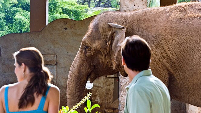 elephant at the Honolulu zoo