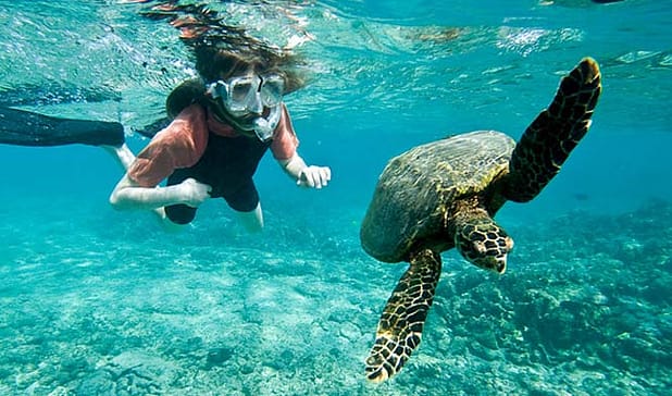 Lady snorkeling with sea turtle, Kaanapali Maui