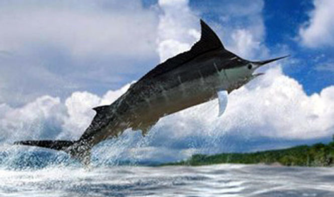 Black Marlin jumping in Kona