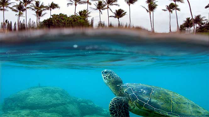 Turtle swimming off the coast of Maui