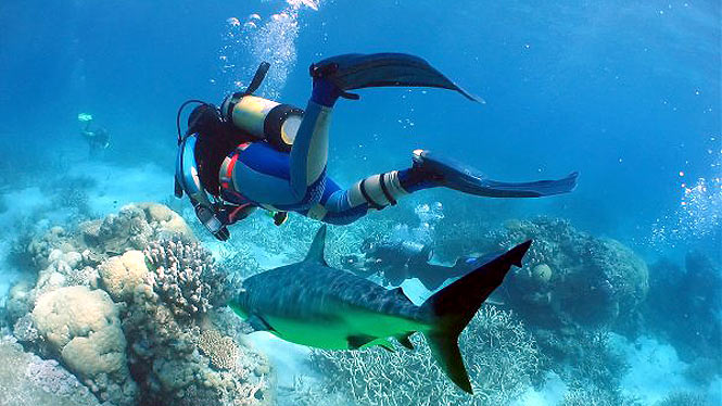 Scuba diver next to a friendly reef shark