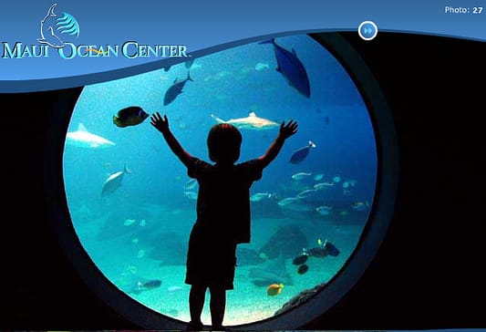Maui Ocean Center is large part of Maui's entertainment