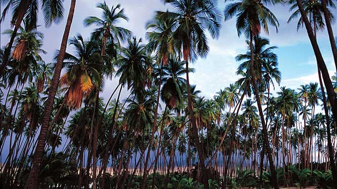 coconut trees on molokai